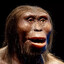 Hominidae