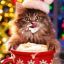 Christmas cat, are welcome *-*