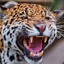 .Jaguar