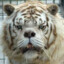 Tarded Tiger