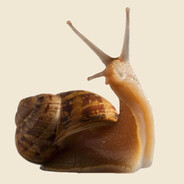 snail