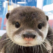 “缘分自会有’’