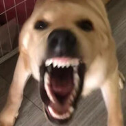 爱猫TV