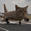 кот самолет