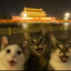 qq
