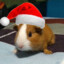 El cuycito de Navidad