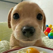 泥壕吃沼饭了吗