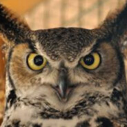 avatar Owl