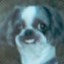 Lil Dogy Dog