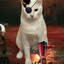 DoctorFoxHead