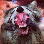 pornraccoon