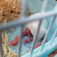 孩儿啊愁死我啦