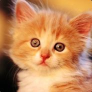 得之我幸，失之我命。