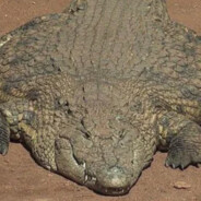 gator