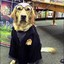 Mr. DOG POTTER