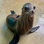 i love Seal