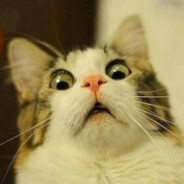 Surprised Gato