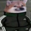 Sushicat