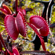 Dionaea muscipula avatar