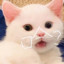 小火鸡