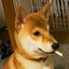 davedogs