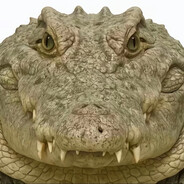 是狼不是大狗狗