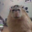 Captain Capybara!
