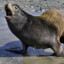 sealion