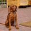 Max_Dogggg