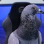 C9 LCS Pigeon