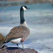 Avatar of gooseyaw