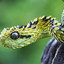 Atheris