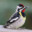 yellow-bellied sapsucker