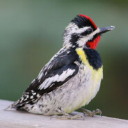 yellow-bellied sapsucker