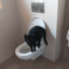EL GATO