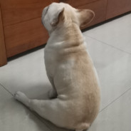 起-爆-闪-出-白给