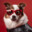 MyPuppyBori