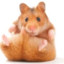 hamster_nk44