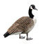 Goose