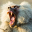 baboon monkey