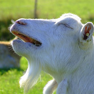 OrgasmicGoat