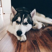 HuskyLove