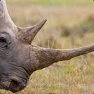 there`s only 1 ZL4T4N