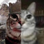 fat cat