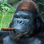 GORILLA