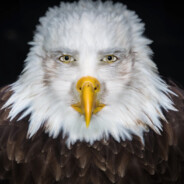 EagleSmári