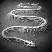 Death Snake