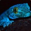 The Blue Gecko