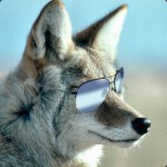 Coyote