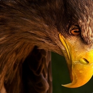 FIRE✪Eagle - steam id 76561197964438209